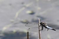 Orthetrum cancellatum
