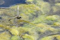 Orthetrum cancellatum