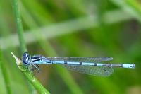 Coenagrion puella
