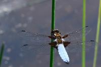 Libellula depressa