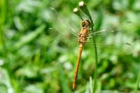 Sympetrum meridionale