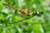 Sympetrum meridionale