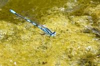 Coenagrion scitulum