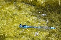 Coenagrion scitulum
