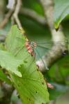 Chalcolestes viridis