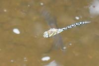 Aeshna mixta