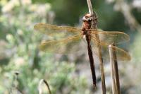 Aeshna grandis
