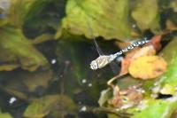 Aeshna mixta