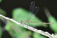 Chalcolestes viridis