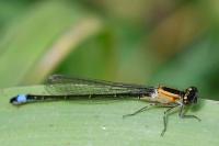 Ischnura elegans