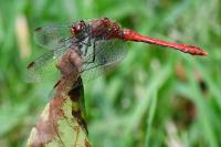 Sympetrum sanguineum