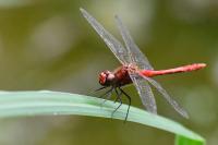 Sympetrum sanguineum