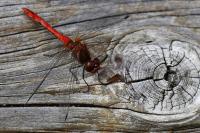 Sympetrum sanguineum