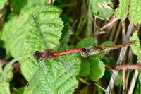 Sympetrum sanguineum