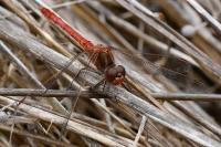 Sympetrum meridionale