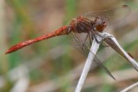 Sympetrum meridionale