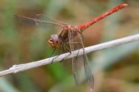 Sympetrum meridionale