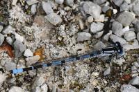 Enallagma cyathigerum