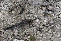 Orthetrum cancellatum