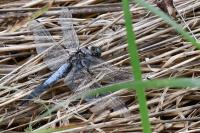 Orthetrum cancellatum