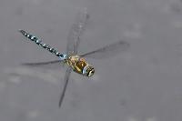 Aeshna mixta