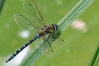 Aeshna mixta