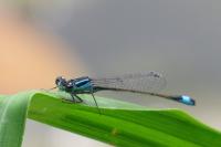 Ischnura elegans