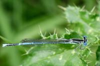 Platycnemis pennipes