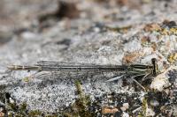 Platycnemis pennipes