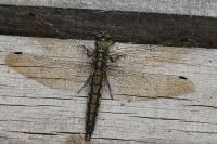Orthetrum cancellatum