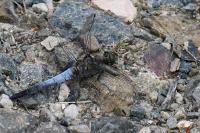 Orthetrum cancellatum