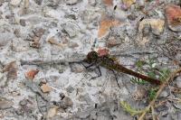 Sympetrum sanguineum
