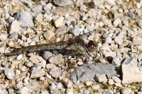 Sympetrum striolatum