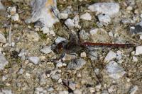 Sympetrum striolatum