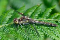 Sympetrum striolatum