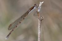 Sympecma fusca