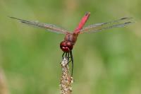 Sympetrum fonscolombii