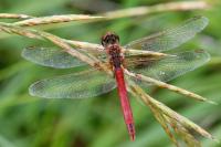 Sympetrum fonscolombii