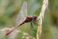 Sympetrum fonscolombii