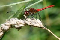 Sympetrum sanguineum