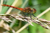 Sympetrum sanguineum