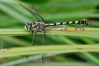 Onychogomphus forcipatus