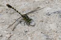 Onychogomphus forcipatus