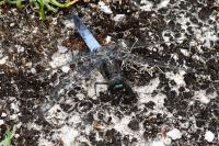 Orthetrum cancellatum