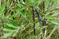 Orthetrum cancellatum