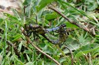 Orthetrum cancellatum