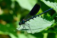 Calopteryx splendens