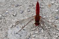 Crocothemis erythraea