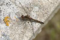 Sympetrum striolatum