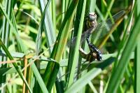 Aeshna mixta